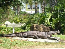 EV_611 - The Island Escape - Image 4